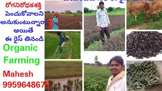 Roga Nirodhaka Shakthini penche Black Rice in Organic Farming