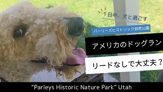 【アメリカのドッグラン】広大な公園でノーリード！