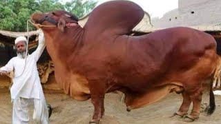 Pakistan Biggest Bulls Farm UDF Cattle Farm Karachi Qubani Eid al-Adha Collection