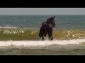 The Blues and Royals and The Life Guards on Holkham Beach 2015  08