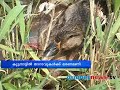 thousands of ducks dead in kuttanad കുട്ടനാട്ടില്‍ താറാവുകള്‍ക്ക് മരണമണി