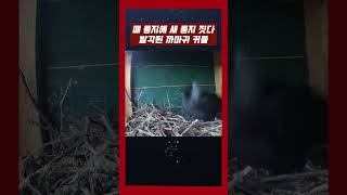 매 둥지에 새로 둥지 짓다 걸린 까마귀 #야생동물  #해외토픽