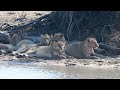 Lion pride drinking at Jones Dam S36 in Kruger National Park 13 July 2024