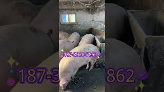 养猪人加油干 养猪人不容易 明日猪价早看早知道 喂猪人的日常生活不容易 猪价早知道