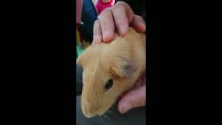 【旅の思い出】西葛西 江戸川区自然動物園 モルモットとふれあい はむはむされた【良い子はマネすんな】