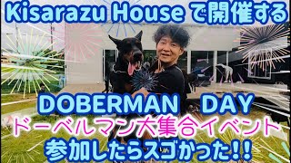 ☆ドーベルマン大集合イベント ~DOBERMAN DAY~ in Kisarazu House~Dog Run がスゴ過ぎた‼︎ #ドーベルマン #doberman #dog #ドッグラン #木更津