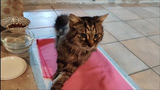 A 19-year-old cat who can't walk anymore calls me \