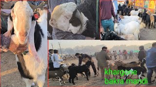 khargone bakra mandi live update  30/1/25  EID KE BAKRE MADHYA PRADESH