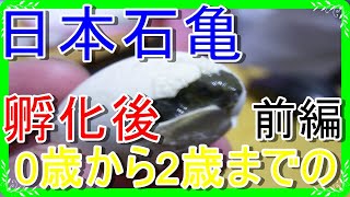 過去動画です！日本石亀0歳から2歳までの飼育方法です。（前編）