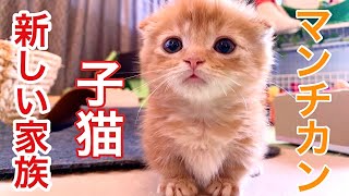 子猫を家族に迎えました！【赤ちゃん短足マンチカン ひな子】フェレット 対面多頭飼い（生後2か月）