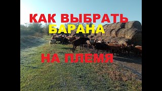 Как выбрать барана на племя| Мясная порода овец| Содержание овец в домашних условиях.