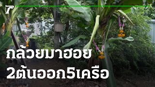 กล้วยมาฮอย 2 ต้นออก 5 เครือเชื่อให้โชค | 23-07-65 | ตะลอนข่าวสุดสัปดาห์