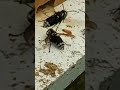 bees versus hornets