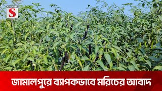 জামালপুরে ব্যাপকভাবে মরিচের আবাদ | Jamalpur | Channel S News