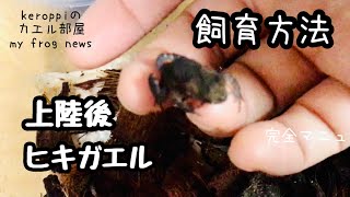 ヒキガエル上陸後飼育方法を私的にマニュアル化してみた