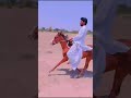 first try balochi colt.