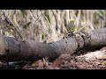 柳沢峠のソウシチョウ　その７（4k60p動画）