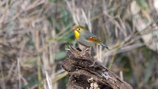 柳沢峠のソウシチョウ　その７（4K60P動画）