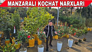 MANZARALI ARCHA VA GUL KO'CHATLAR NARXI 2025 YIL