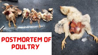 Poultry postmortem (PM) technique|  Poultry disease diagnosis by PM. |
