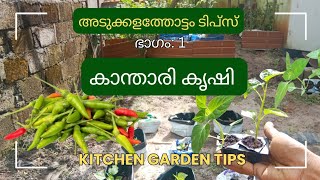 കാന്താരി കൃഷി | അടുക്കളത്തോട്ടം ടിപ്സ് ഭാഗം: 1 | Kitchen garden tips🌱| Adukkalathottam