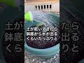 きゅうりは夕方に水やりをした方が良い？　 shorts 家庭菜園 プランター栽培