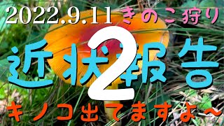 きのこ狩り 2022.9.11 キノコ近状報告2 キノコ出てますよ〜 ハナイグチ シロヌメリイグチ キノボリイグチ ハナビラタケ カラカサタケ