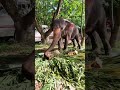 කිතුල් කොටයක් දැක්කාම එයා කරන දේ | elephant short video