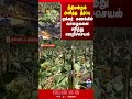Bananatrees | court | Thoothukudi | thanthitv