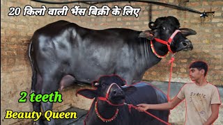 2 teeth Murrah First Timer Super Excellent Quality साथ में 20 किलो वाली भैंस बिक्री के लिए #buffalo