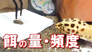 レオパードゲッコーの餌の量と頻度【ヒョウモントカゲモドキ】