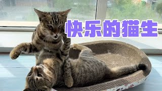 快乐的猫生，大熊融入猫崽的生活做起了真正的猫舅舅，快乐的人生【旅途99】