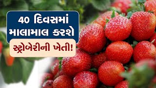 Strawberry Cultivation: માત્ર 40 દિવસમાં માલામાલ કરી દેશે સ્ટ્રોબેરીની ખેતી! જાણો કેવી રીતે લેશો પાક