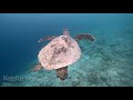 sea life underwater rare footage relaxation music