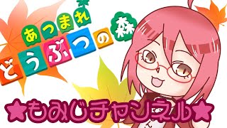 【無人島生活31日目】あつまれどうぶつの森【もみチャン！】