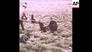 SYND 01/08/70 HERDING AND CLUBBING TO DEATH OF SEALS IN ALASKA