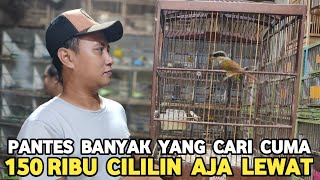 CUMA 150 RIBU PANTESAN DI CARI BURUNG INI KALO UDAH GACOR CILILIN AJA LEWAT..!!