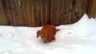 Dachshund Lusy in winter