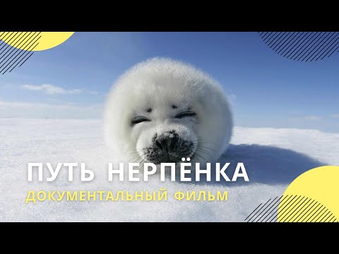 «Путь нерпенка» Документальный фильм