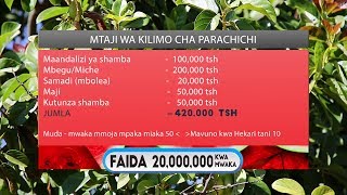 KILIMO CHA PARACHICHI