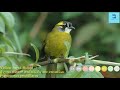 ශ්‍රි ලංකා කහකන් කොණ්ඩයා කහ කොණ්ඩයා yellow eared bulbul pycnonotus penicillatus funny pets