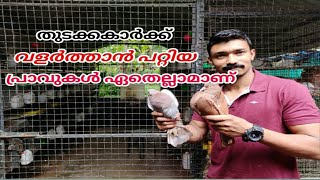 Pigeon Malayalam #pigeon തുടക്കക്കാർക്ക് പറ്റിയ പ്രാവുകൾ