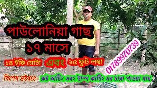 পাউলোনিয়া গাছ 17 মাসে 14 ইঞ্চি মোটা এবং 25 ফুট লম্বা | বিশ্বের  দ্রুত বর্ধনশীল গাছ| paulownia tree