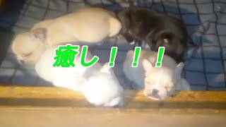 フレンチブルドック の癒し動画！