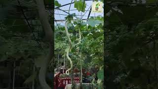 பாம்பு புடலை|Snake Gourd in my Terrace Garden ❤️❤️#srigardenneeds#மாடித்தோட்டம்#maadithottam