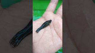 Kali muskan 🥰🐠 bacche Dene wali Hai #trending #aquariamfish #petvlog #tiktok #subscribe #shorts