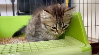 家に来て初めておトイレをする子猫の表情がこちらですw【サイベリアン】