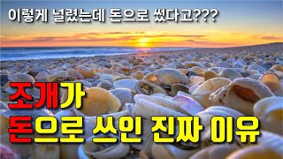 조개는 어떻게 화폐가 되었을까?? (화폐의 역사 1편)