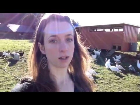 Hard Boiled Farm Fresh Eggs that are easy to peel! Hard Boiled Farm Fresh Eggs that are easy to peel!