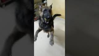 Appu was playing after bathing | German Shepherd dog was very happy